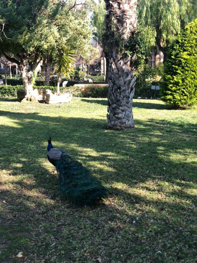 La Zenia Beach Bungalow Hotel โอริอุเอลา ภายนอก รูปภาพ